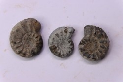 set of 3 "amaltheus" - domerian - Vesoul, France