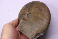 BEUDANTICERAS ALBENSE - middle Albian , carriere de Courcelles, Troyes, Aube, FRANCE