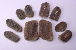 set of 5 nodules  pennsylvanian (carboniferous)  Carbondale Fmt - Mazon creek - Illinois - USA