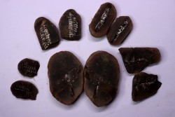 set of 5 nodules  pennsylvanian (carboniferous)  Carbondale Fmt - Mazon creek - Illinois - USA