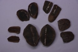 set of 5 nodules  pennsylvanian (carboniferous)  Carbondale Fmt - Mazon creek - Illinois - USA