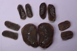 set of 5 nodules  pennsylvanian (carboniferous)  Carbondale Fmt - Mazon creek - Illinois - USA