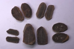 set of 5 nodules  pennsylvanian (carboniferous)  Carbondale Fmt - Mazon creek - Illinois - USA