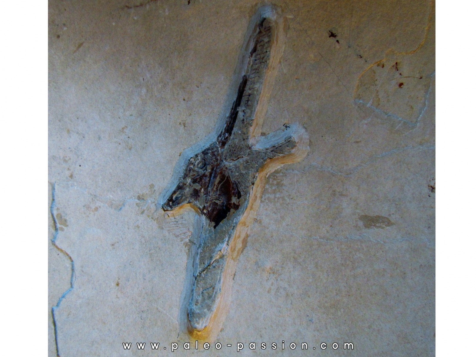 GEBRAYELICHTHYS UYENOI GEBRAYELICHTHYS UYENOI