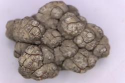 coprolithe de dinosaure - jurassique - Morrison Formation - Wyoming, USA