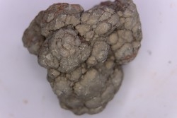 coprolithe de dinosaure - jurassique - Morrison Formation - Wyoming, USA