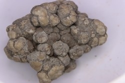 coprolithe de dinosaure - jurassique - Morrison Formation - Wyoming, USA