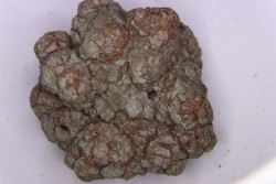 coprolithe de dinosaure - jurassique - Morrison Formation - Wyoming, USA