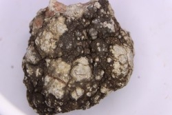 dinosaur coprolithe - jurassic - Morrison Formation - Wyoming, USA