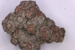 coprolithe de dinosaure - jurassique - Morrison Formation - Wyoming, USA