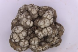 dinosaur coprolithe - jurassic - Morrison Formation - Wyoming, USA