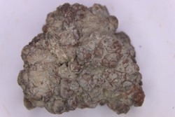 dinosaur coprolithe - jurassic - Morrison Formation - Wyoming, USA
