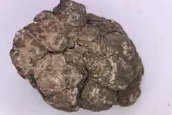 dinosaur coprolithe - jurassic - Morrison Formation - Wyoming, USA
