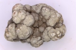 dinosaur coprolithe - jurassic - Morrison Formation - Wyoming, USA