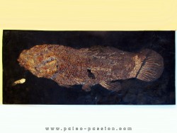 AMIA: CYCLURUS KEHRERI