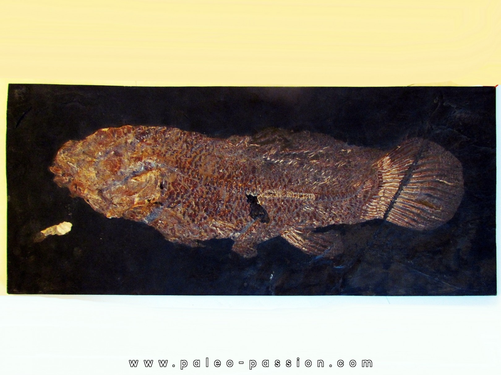 fossil fish  LEPTOLEPIS STRATIFORMIS