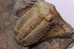 Phacopidina micheli  Llandelo inferieur  Andouillé - la Touche, 53 - FRANCE