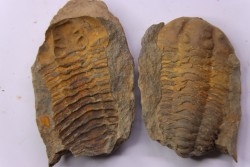 Colpocoryphe Rouaulti - Llandelien -  Britanny, FRANCE