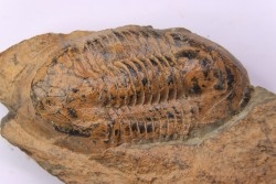 Ectillaenus giganteus  Llandeilien  GUICHEN (35)
