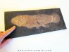 fossil fish  LEPTOLEPIS STRATIFORMIS