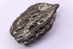 JUGLANS BERGOMENSIS - Mio-Pliocène - Sessenheim, FRANCE
