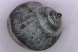 Crommium angustatum - Oligocène - gaas, FRANCE