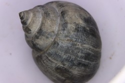 Crommium angustatum - Oligocène - gaas, FRANCE