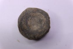 ICHTHYOSAUR vertebra:  STENOPTERYGIUS - lower Toarcian - Nancy area - FRANCE