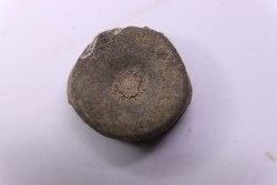 ICHTHYOSAUR vertebra:  STENOPTERYGIUS - lower Toarcian - Nancy area - FRANCE