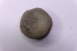 ICHTHYOSAUR vertebra:  STENOPTERYGIUS - lower Toarcian - Nancy area - FRANCE