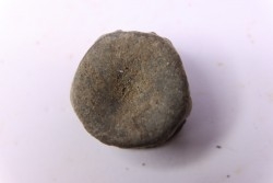 ICHTHYOSAUR vertebra:  STENOPTERYGIUS - lower Toarcian - Nancy area - FRANCE