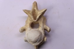 vertèbre  de  crocodylus spenceri