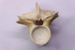 vertèbre  de  crocodylus spenceri