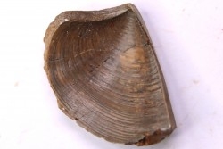 LAEVAPTYCHUS LATUS - Kimmeridgian  Geisingen, Germany