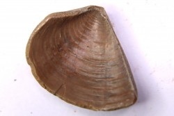 LAEVAPTYCHUS LATUS - Kimmeridgian  Geisingen, Germany