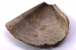 LAEVAPTYCHUS LATUS - Kimmeridgian  Geisingen, Germany
