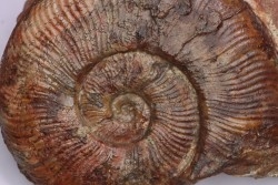 Pseudogrammoceras aff. fallaciosum - TOARCIEN - Carriere Belmont - LYON - FRANCE