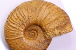 MESOPUZOSIA BELOENSIS - middle Turonian - Betioky, MADAGASCAR