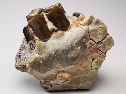 OREODONT : Merycoidodon culbersoni - Oligocene - Brule FMT - White River Badlands - S. Dakota, USA