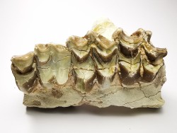 OREODONT : Merycoidodon culbersoni - Oligocene - Brule FMT - White River Badlands - S. Dakota, USA