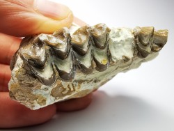 OREODONT : Merycoidodon culbersoni - Oligocene - Brule FMT - White River Badlands - S. Dakota, USA