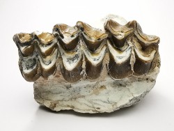 OREODONT : Merycoidodon culbersoni - Oligocene - Brule FMT - White River Badlands - S. Dakota, USA