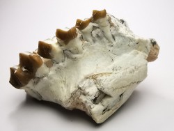 OREODONTE : Merycoidodon culbersoni - Oligocène - Brule FMT - White River Badlands - S. Dakota, USA