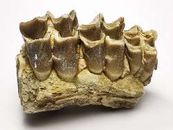 OREODONT : Merycoidodon culbersoni - Oligocene - Brule FMT - White River Badlands - S. Dakota, USA