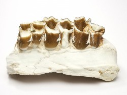 OREODONT : Merycoidodon culbersoni - Oligocene - Brule FMT - White River Badlands - S. Dakota, USA
