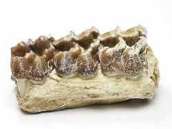 OREODONT : Merycoidodon culbersoni - Oligocene - Brule FMT - White River Badlands - S. Dakota, USA