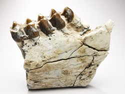 OREODONT : Merycoidodon culbersoni - Oligocene - Brule FMT - White River Badlands - S. Dakota, USA