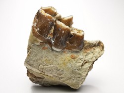 OREODONT : Merycoidodon culbersoni - Oligocene - Brule FMT - White River Badlands - S. Dakota, USA