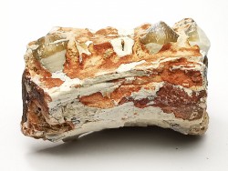 OREODONTE : Merycoidodon culbersoni - Oligocène - Brule FMT - White River Badlands - S. Dakota, USA