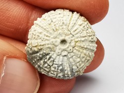 SEA URCHIN: Glypticus hieroglyphicus - Oxfordian - Foug, France